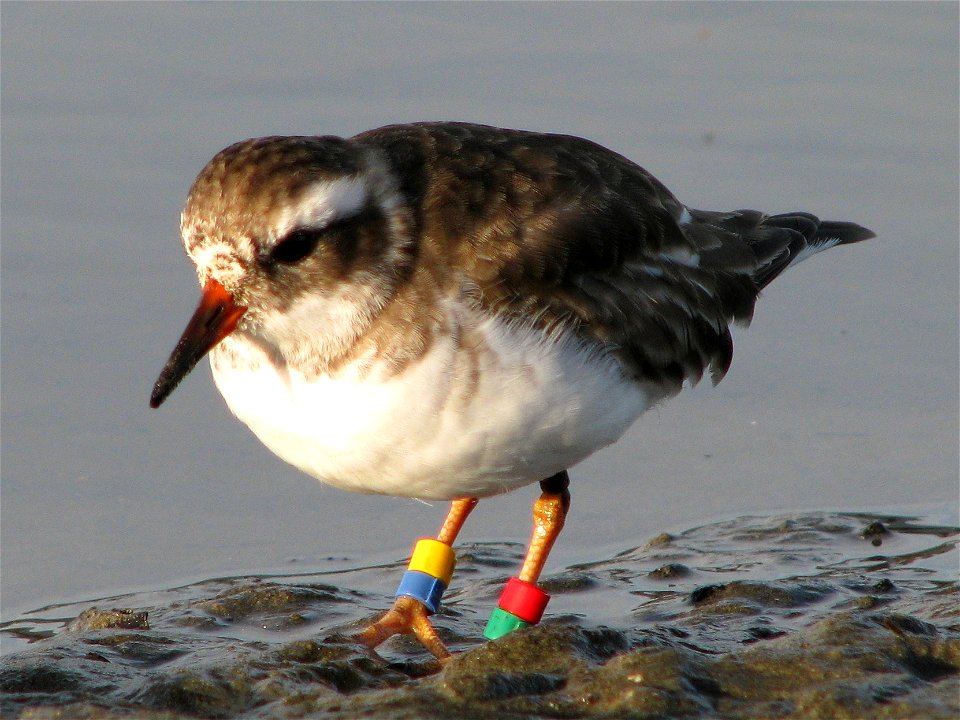 Juvenile Shore Plover at Waikanae river estuary