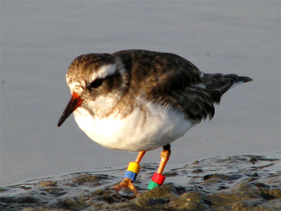 Shore Plover at Waikanae river estuary