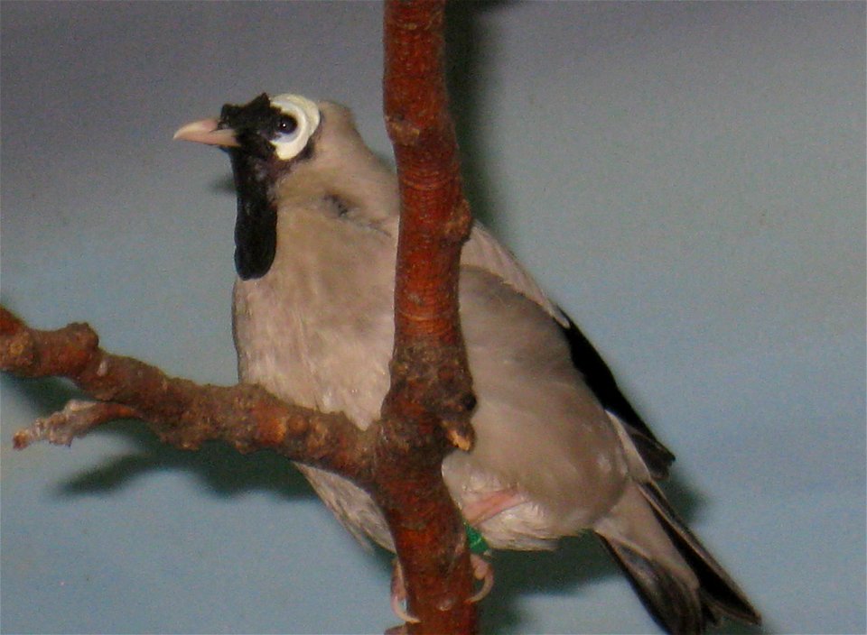 Photo of a Wattled Starling taken at the Toledo Zoo.