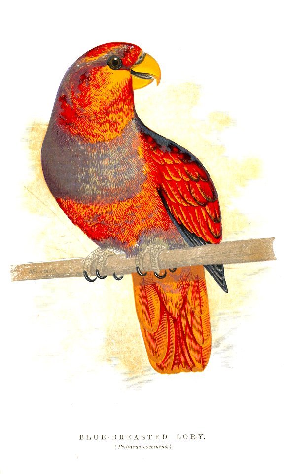 Psittacus coccineus