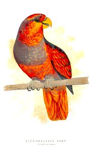Psittacus coccineus