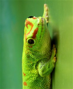 Madagascan Giant Day Gecko (Phelsuma madagascarensis)