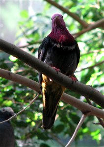 Pink Headed Fruit Dove (Ptilinopus porphyreus)