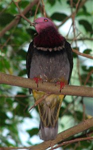 Pink-headed fruit dove (Ptilinopus porphyreus)