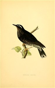 SIBERIAN THRUSH. photo