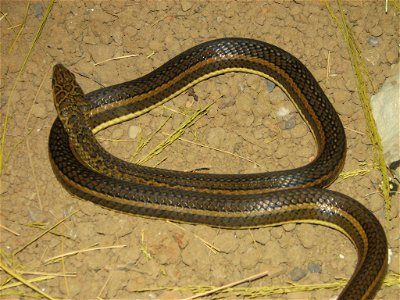 Stripe-bellied sand snake Psammophis subtaeniatus