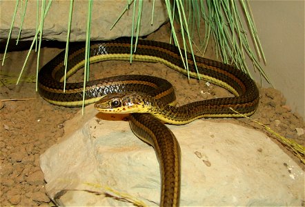 Stripe-bellied sand snake, Psammophis subtaeniatus