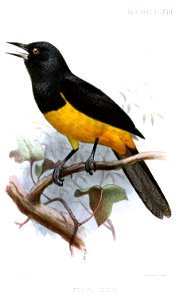 English:  « Icterus oberi » = Icterus oberi (Montserrat oriole)Français :  « Icterus oberi » = Icterus oberi (Oriole de Montserrat)