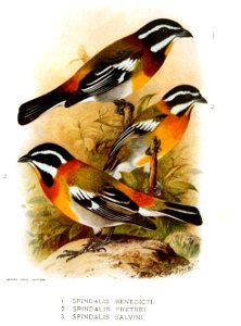 Spindalis benedicti = Spindalis zena benedicti
Spindalis pretrei = Spindalis zena pretrei
Spindalis salvini = Spindalis zena salvini