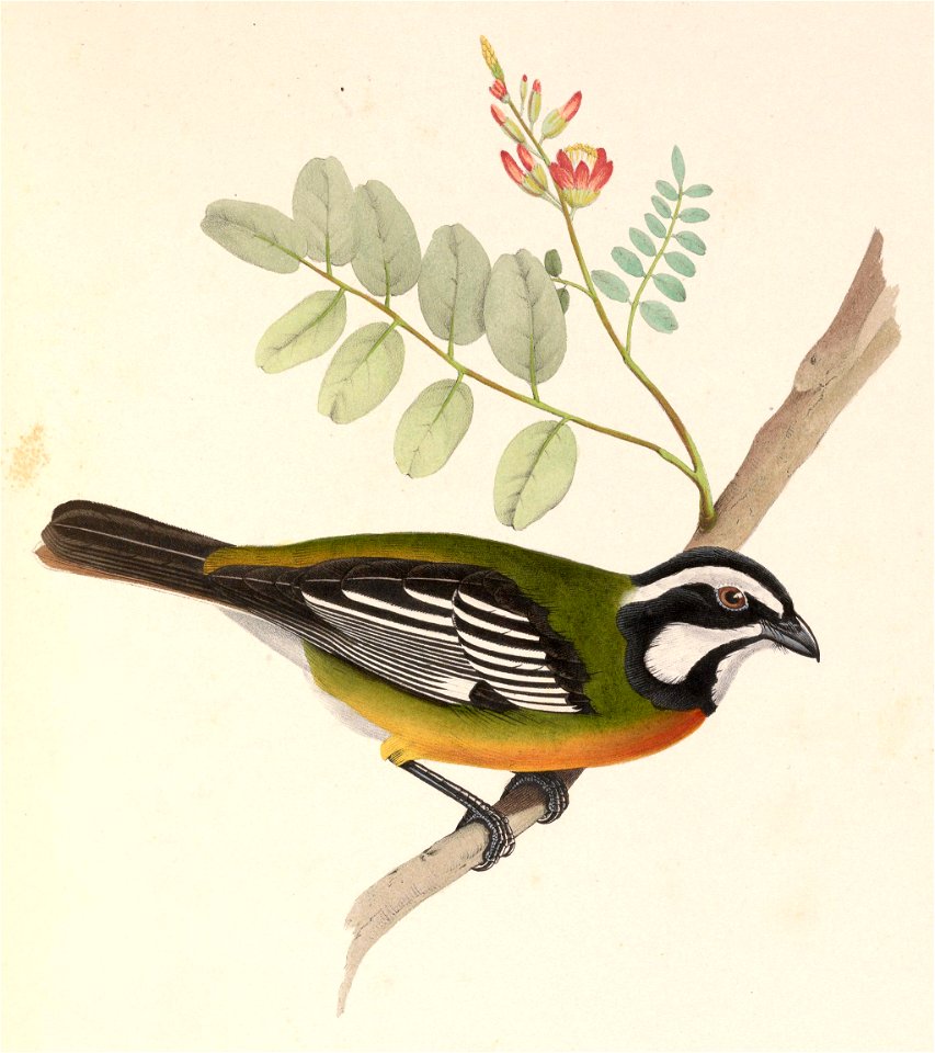 Tanagra zenaides = Spindalis zena (Western Spindalis)