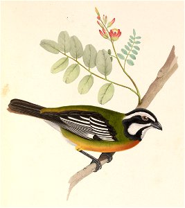 Tanagra zenaides = Spindalis zena (Western Spindalis)