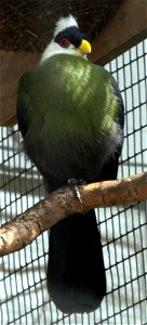 White-crested Turaco