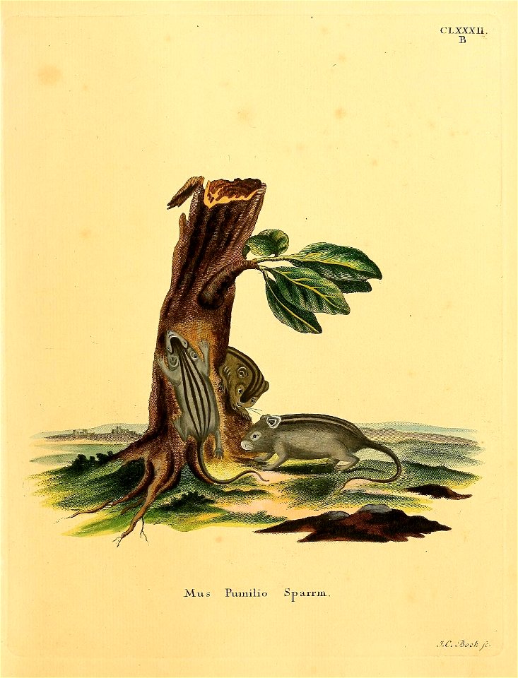 CLxxxn. 

Mus Pumilio Sparrm = Rhabdomys pumilio (Sparrman, 1784)