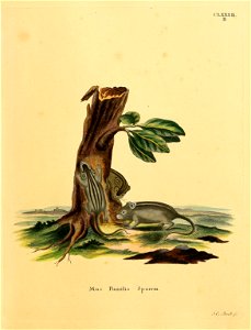 CLxxxn. 

Mus Pumilio Sparrm = Rhabdomys pumilio (Sparrman, 1784)