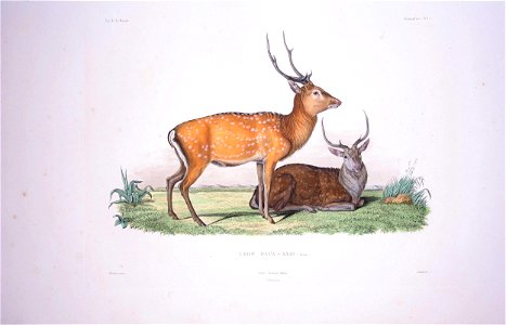 Zoology (mammals)