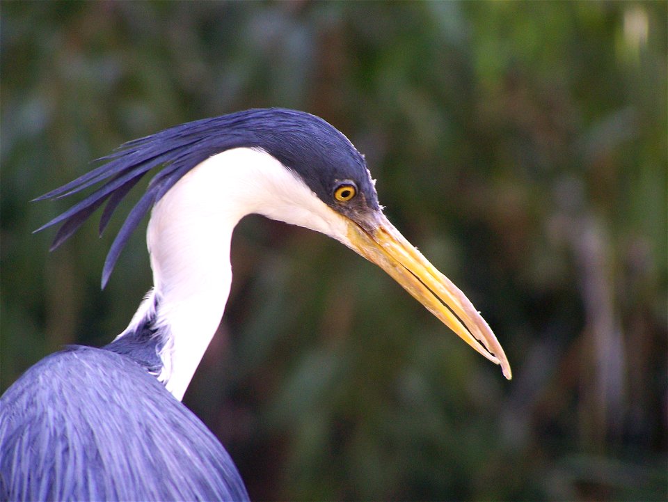 Pied heron (Egretta picata) at Adelaide Zoo, Australia.