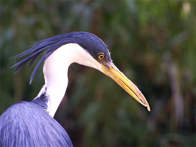 Pied heron (Egretta picata) at Adelaide Zoo, Australia.