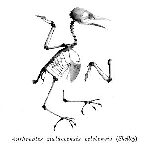 Bird skeletons. Note that the current scientific names need to be checked.

Anthreptes malaccensis