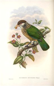 Ailuroedus buccoides - Monograph of the Paradiseidae, or Birds of Paradise, and Ptilonorhynchidae, or Bower-birds. v.2 (1891-1898).