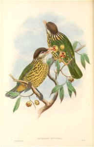 Ailuroedus buccoides - The birds of New Guinea and the adjacent Papuan islands : including many new species recently discovered in Australia. v.1 (Plate XLI).