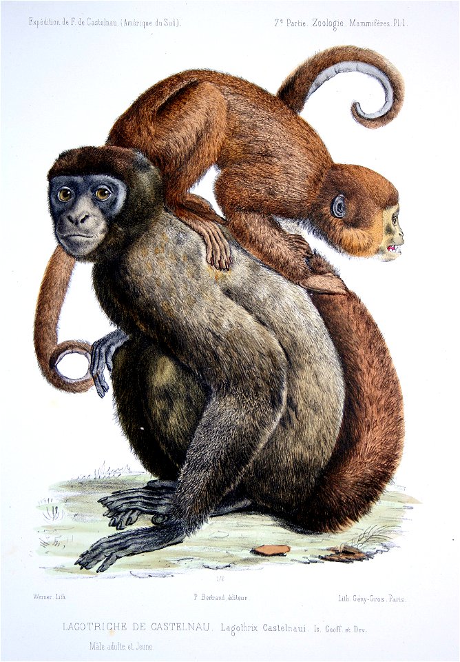 Lagothrix Castelnaui Is. Geoff. et Dev. = Lagothrix poeppigii Schinz, 1844
Top: Juvenile

Bottom: Adult male