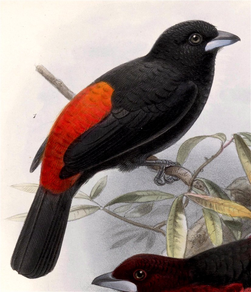 English:  « Ramphocoelus passerinii » = Ramphocelus passerinii (Passerini's Tanager)Français :  « Ramphocoelus passerinii » = Ramphocelus passerinii (Tanga