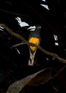 Picture of a Green-backed Trogon (Trogon viridis) I took on a trip to the National Aquarium in Baltimore.