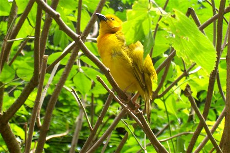 A Taveta Golden Weaver (Ploceus castaneiceps) at Binder Park Zoo.