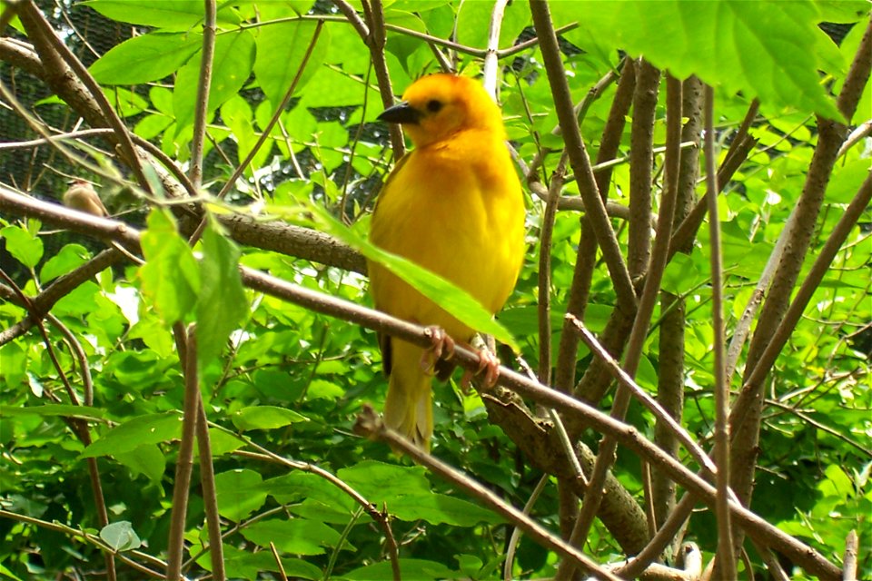 A female Taveta Golden Weaver (Ploceus castaneiceps) at Binder Park Zoo.