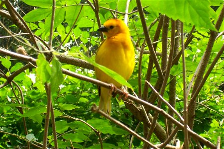 A female Taveta Golden Weaver (Ploceus castaneiceps) at Binder Park Zoo.