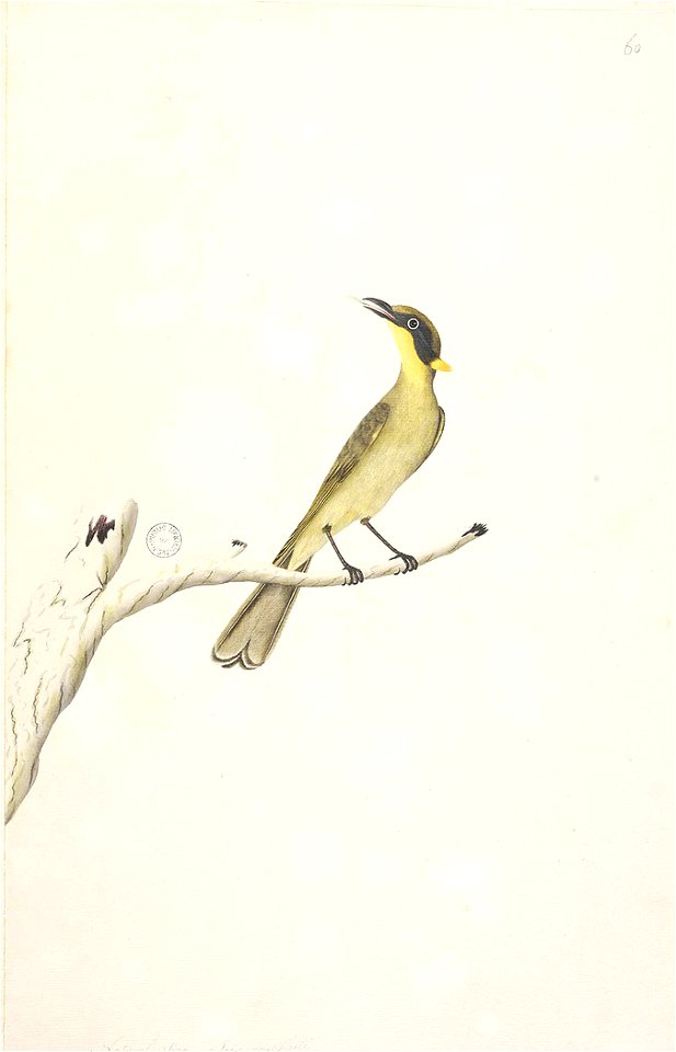 f.69  Yellow-Tufted Honeyeater  [Lichenostomus malenops]