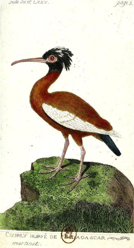 Ibis huppé ou Ibis huppé de Madagascar.
                        Latina:  Lophotibis cristata