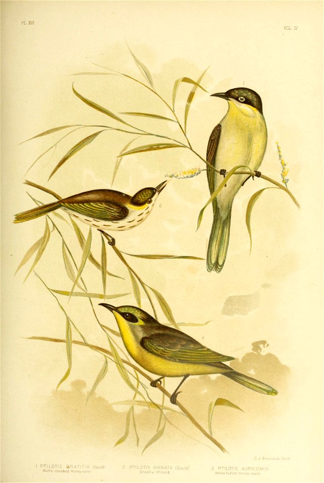 pl m 
VOL IV 
C- J. Broinowski Fecih 
3 PTILOTIS AURICOMIS. 
Yellow-fuFfed Honey-eater 
I PTILOTIS (oRATITIA (Could). 2 PTILOTIS R N ATA (Gould) 

WaK-le-cheeked Honey-eater GrceFul PNI0H5. ;