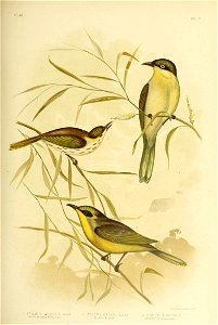 pl m 
VOL IV 
C- J. Broinowski Fecih 
3 PTILOTIS AURICOMIS. 
Yellow-fuFfed Honey-eater 
I PTILOTIS (oRATITIA (Could). 2 PTILOTIS R N ATA (Gould) 

WaK-le-cheeked Honey-eater GrceFul PNI0H5. ;