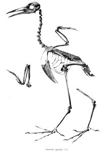 Aramides ypecaha