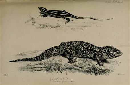 Fig. 1. Euprepis kirkii (now known as Trachylepis margaritifer)
Fig. 2. Homodactylus turneri (now known as Chondrodactylus turneri)

Plate IX of Proceedings of the Zoological Society of London 1864 by