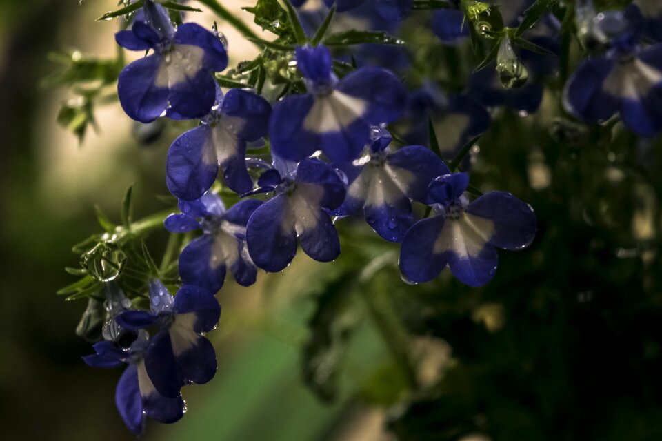 Spring drops nature