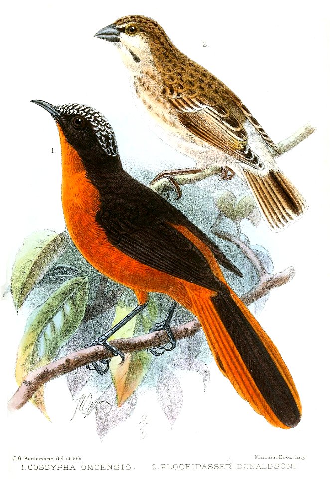 Cossypha omoensis and Ploceipasser donaldsoni = Plocepasser donaldsoni