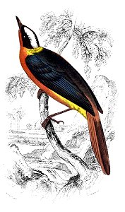 Lesser White Crowned Rock Thrush (Petrocincla albicapilla) = White-crowned Robin-chat (Cossypha albicapilla)