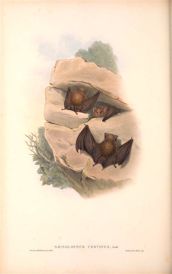 Plate in Gould's Mammals of Australia volume 3. The title is the caption in that work, and may be a synonym. The file was uploaded with the current name in the category, a crop and other adjustments w