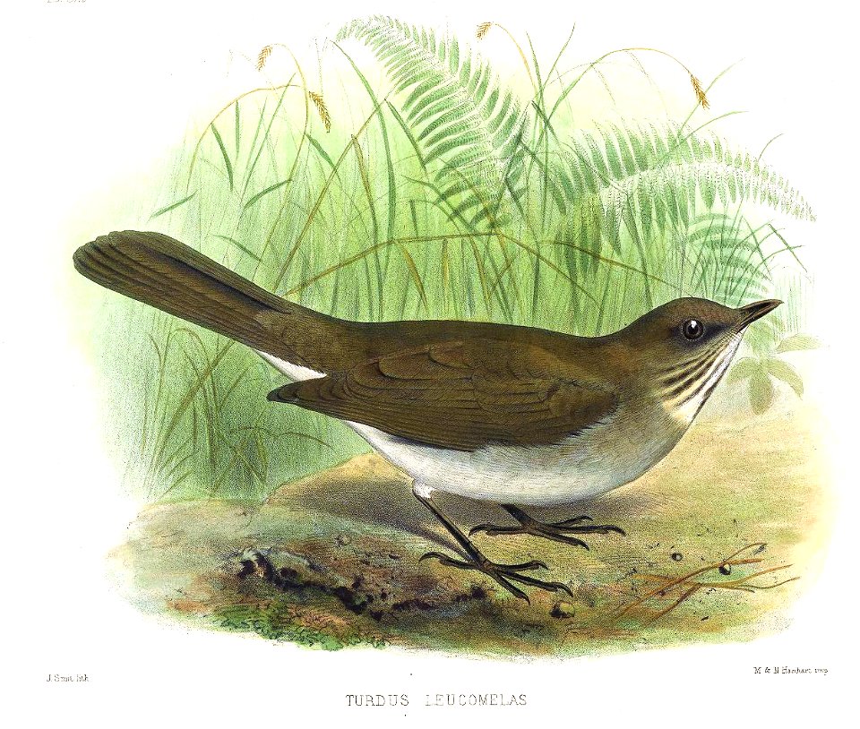 Turdus leucomelas