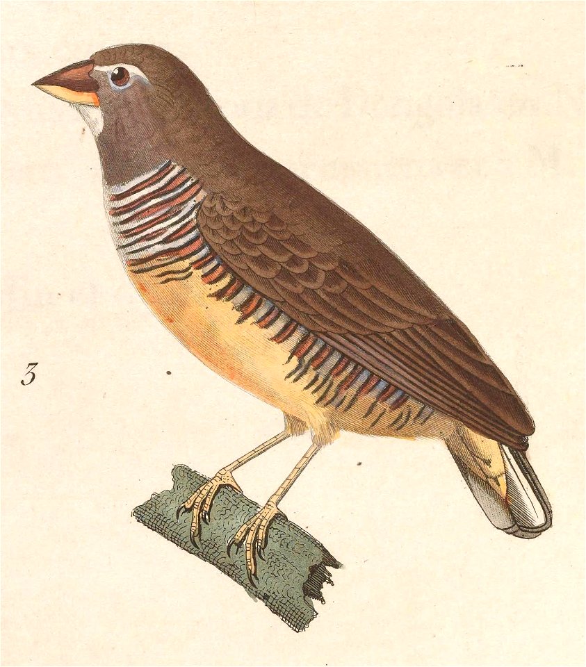 English:  « Fringilla polyzona » = Ortygospiza atricollis atricollis (Subspecies of Black-faced Quail-Finch) - femaleFrançais :  « Fringilla polyzona » = O