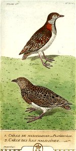 1- Perdrix de Madagascar (en haut) 2-Caille des Malouines (en bas)
                        Latina:  1- Margaroperdix madagarensis  2-