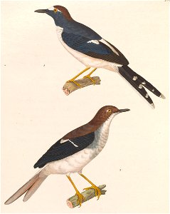 English:  « Enicurus velatus » = Enicurus velatus (Sunda Forktail) - male and femaleFrançais :  « Enicurus velatus » = Enicurus velatus (Énicure voilé) - m