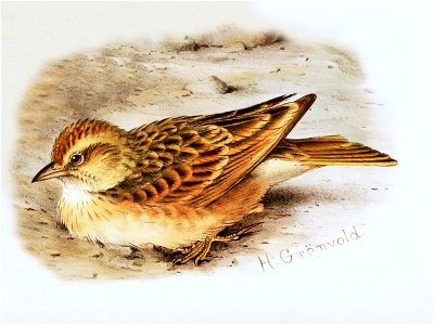 Blanford's Lark from The Birds of Africa, plate XXI