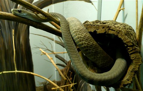 Black mamba (Dendroaspis polylepis)