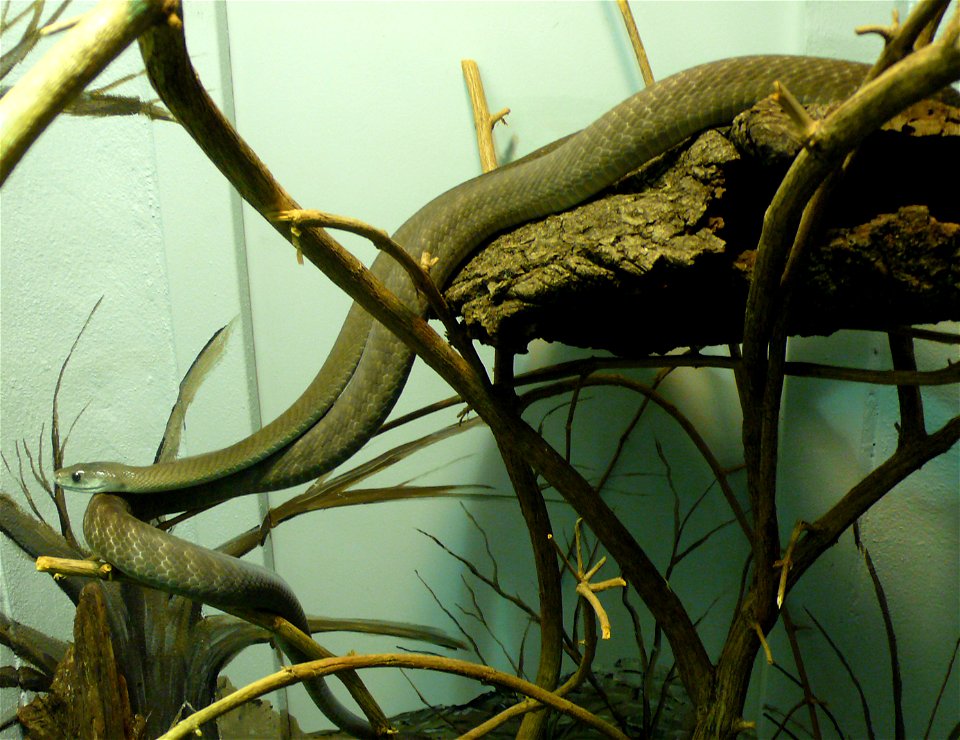 Black mamba (Dendroaspis polylepis)
