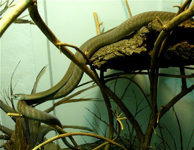 Black mamba (Dendroaspis polylepis)