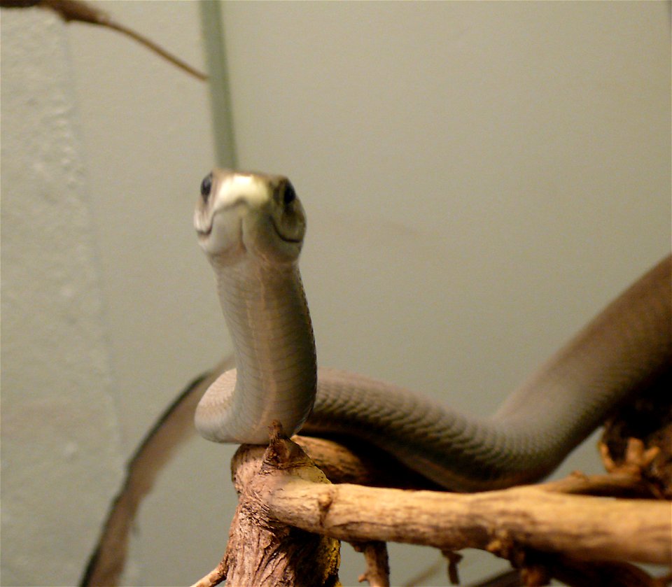 Black mamba (Dendroaspis polylepis)