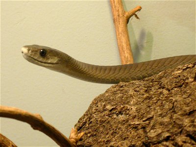 Black mamba (Dendroaspis polylepis)